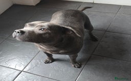 Staffordshire Bull Terrier dogs for sale: Stunning Staffordshire bull terrier pups  - Image 13
