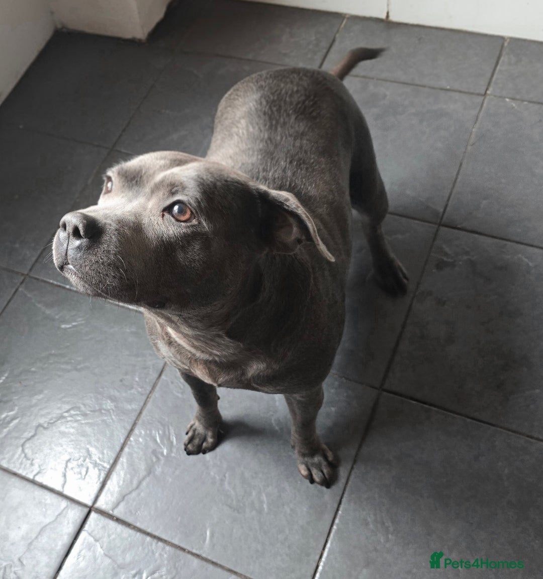 Staffordshire Bull Terrier dogs for sale: Stunning Staffordshire bull terrier pups  - Image 13