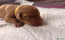 Labrador Retriever dogs for sale: KC Reg ‘Fox Red’ Labrador Retrievers  - Image 21