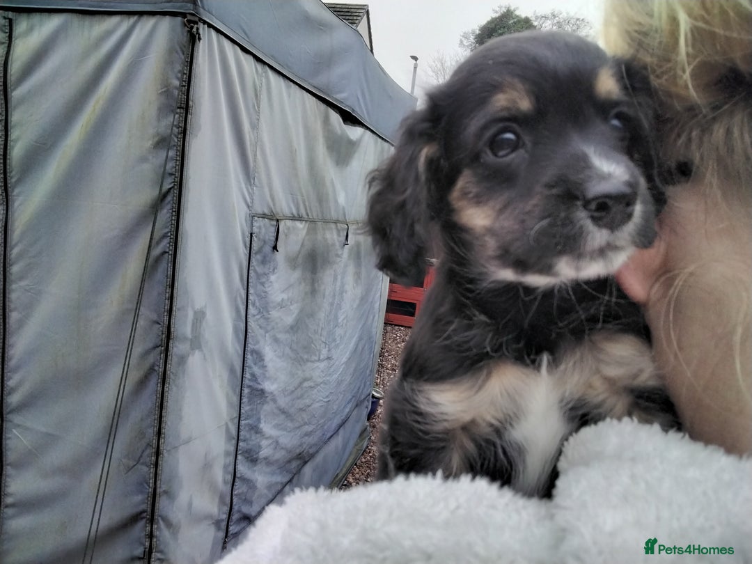 Mixed Breed dogs for sale: COCKAPOO/MORKIE - Advert 3