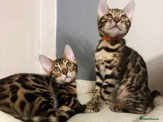 Bengal cats MagicBengal Kittens looking for new homes 🥰 - Advert 4