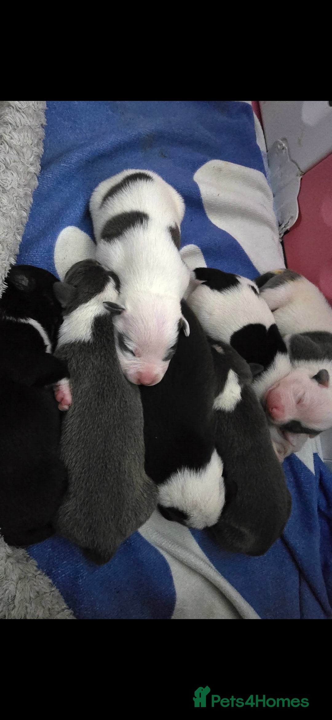 Staffordshire Bull Terrier dogs for sale: Staffordshire terrier puppies  - Advert 3