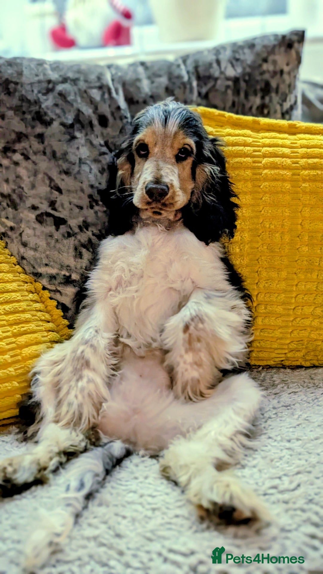 Cocker Spaniel dogs for sale: 6 months old Show Type Cocker Spaniel - Advert 2