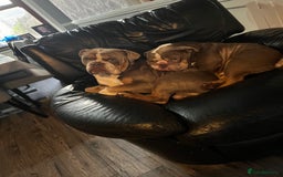 English Bulldog dogs for sale: Rehomimg due to break up - Image 19