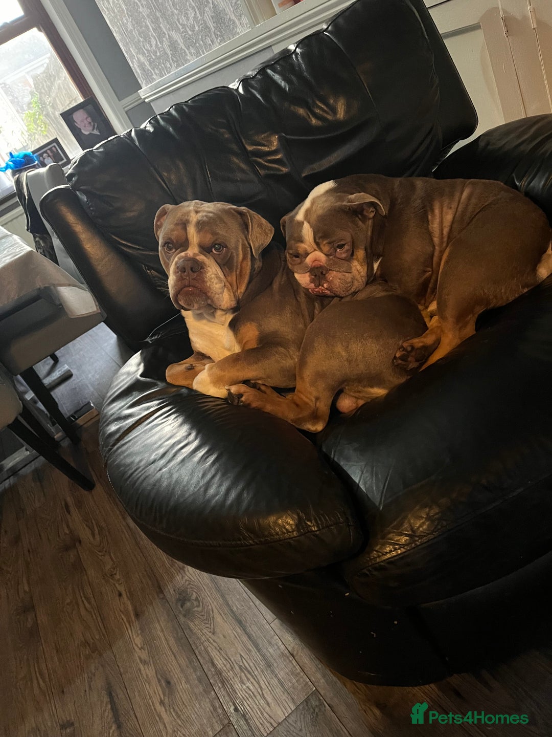 English Bulldog dogs for sale: Rehomimg due to break up - Image 19