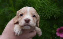 Cocker Spaniel dogs for sale: 4 male KC working cocker spaniel puppies - Image 14