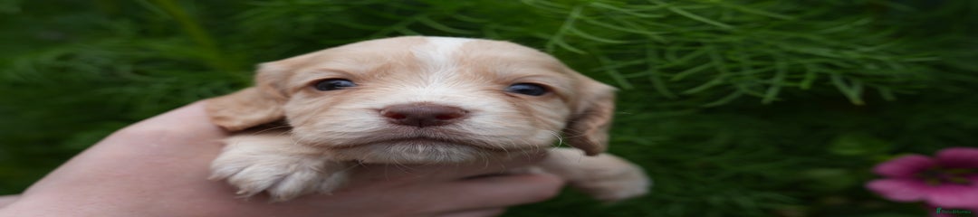 Cocker Spaniel Puppy 3 LEMON MALE