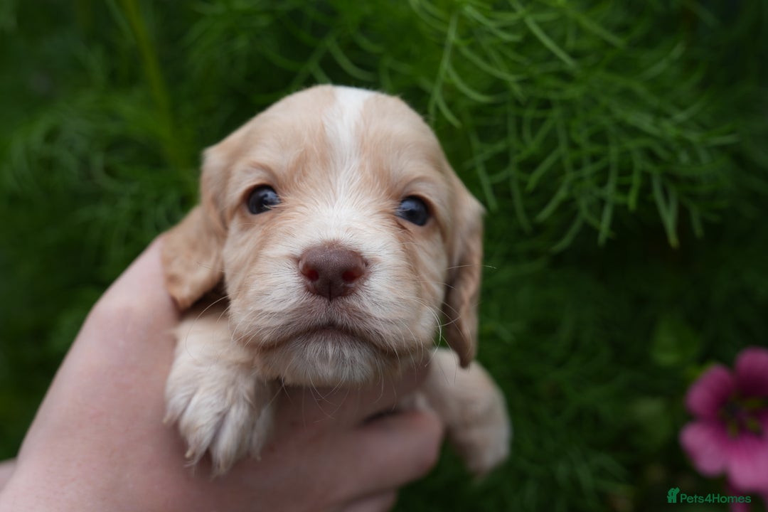 Cocker Spaniel dogs for sale: 4 male KC working cocker spaniel puppies - Image 14
