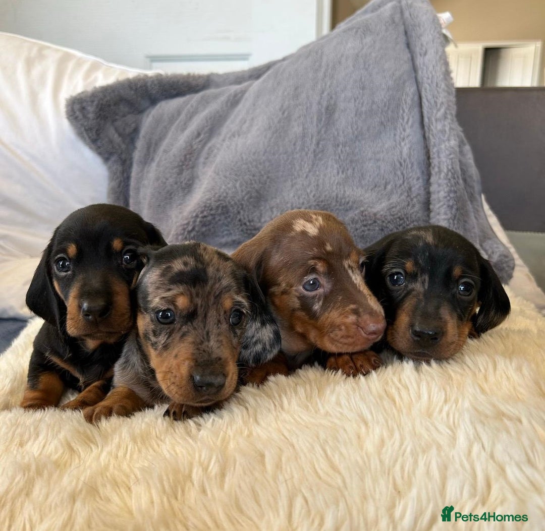 Miniature Dachshund dogs for sale: Splendid mini-dapple-doxies-shorthair - Image 2