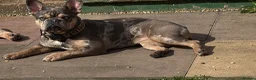 French Bulldog dogs for sale: AMAZING FRENCH BULDOG - Advert 7