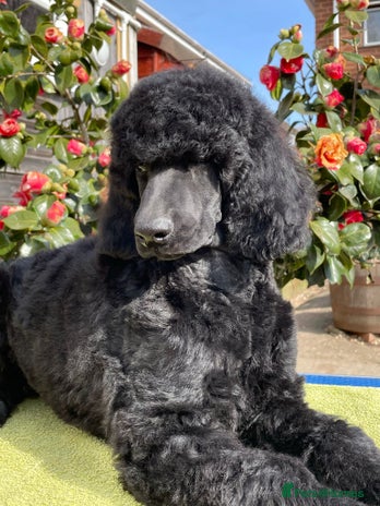 Standard Poodle dogs - Advert 3