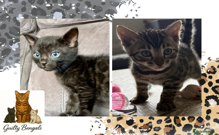 Bengal cats - Advert 1