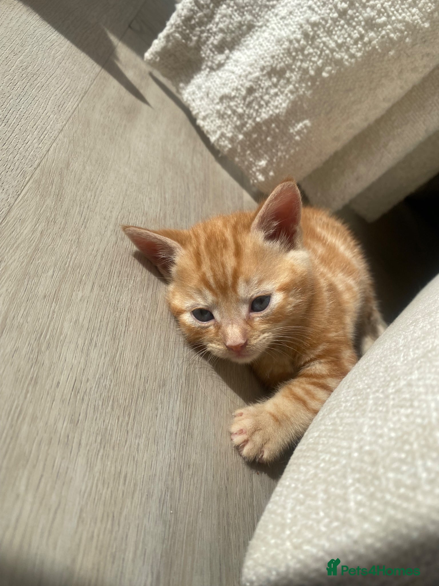Domestic Shorthair cats Ginger Male Kitten  - Advert 18