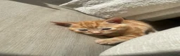 Domestic Shorthair cats for sale: Ginger Male Kitten  - Advert 1