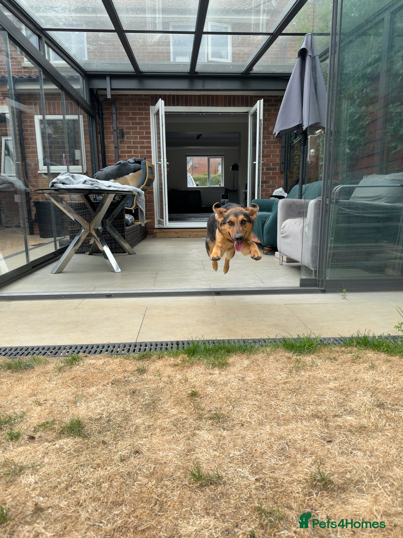 Mixed Breed dogs Small Cookie is Looking for Forever!  - Advert 2