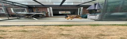Mixed Breed dogs for sale: Small Cookie is Looking for Forever!  - Advert 2