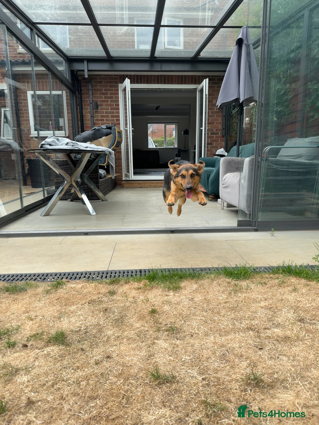 Mixed Breed dogs for sale: Small Cookie is Looking for Forever!  - Advert 2