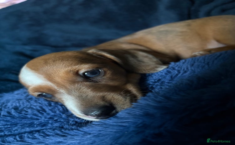 Miniature Dachshund dogs - Advert 14