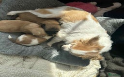 Chihuahua dogs for sale: Chihuahua long coat puppies 2 girls and 1 boy - Image 3