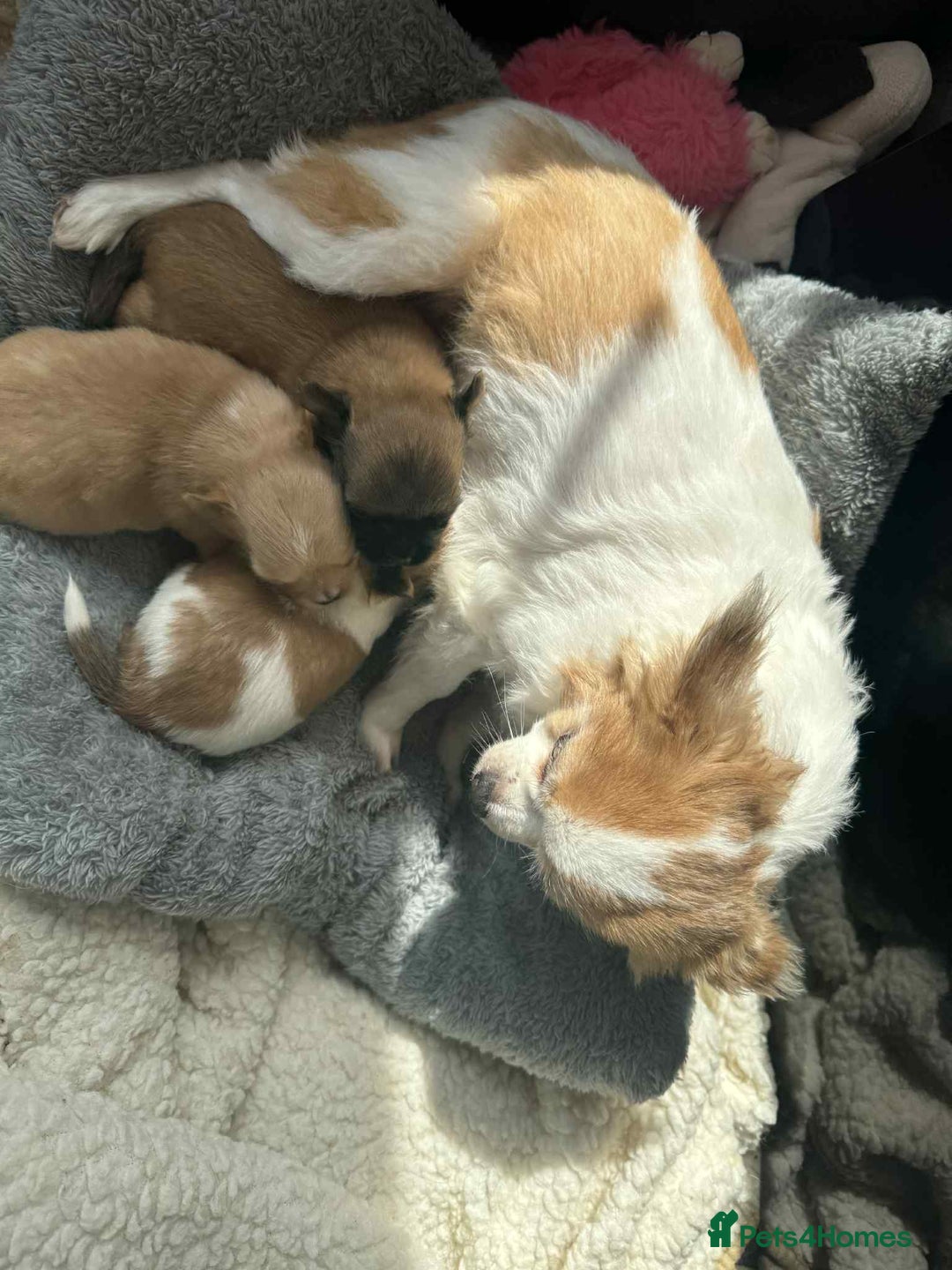 Chihuahua dogs for sale: Chihuahua long coat puppies 2 girls and 1 boy - Image 3