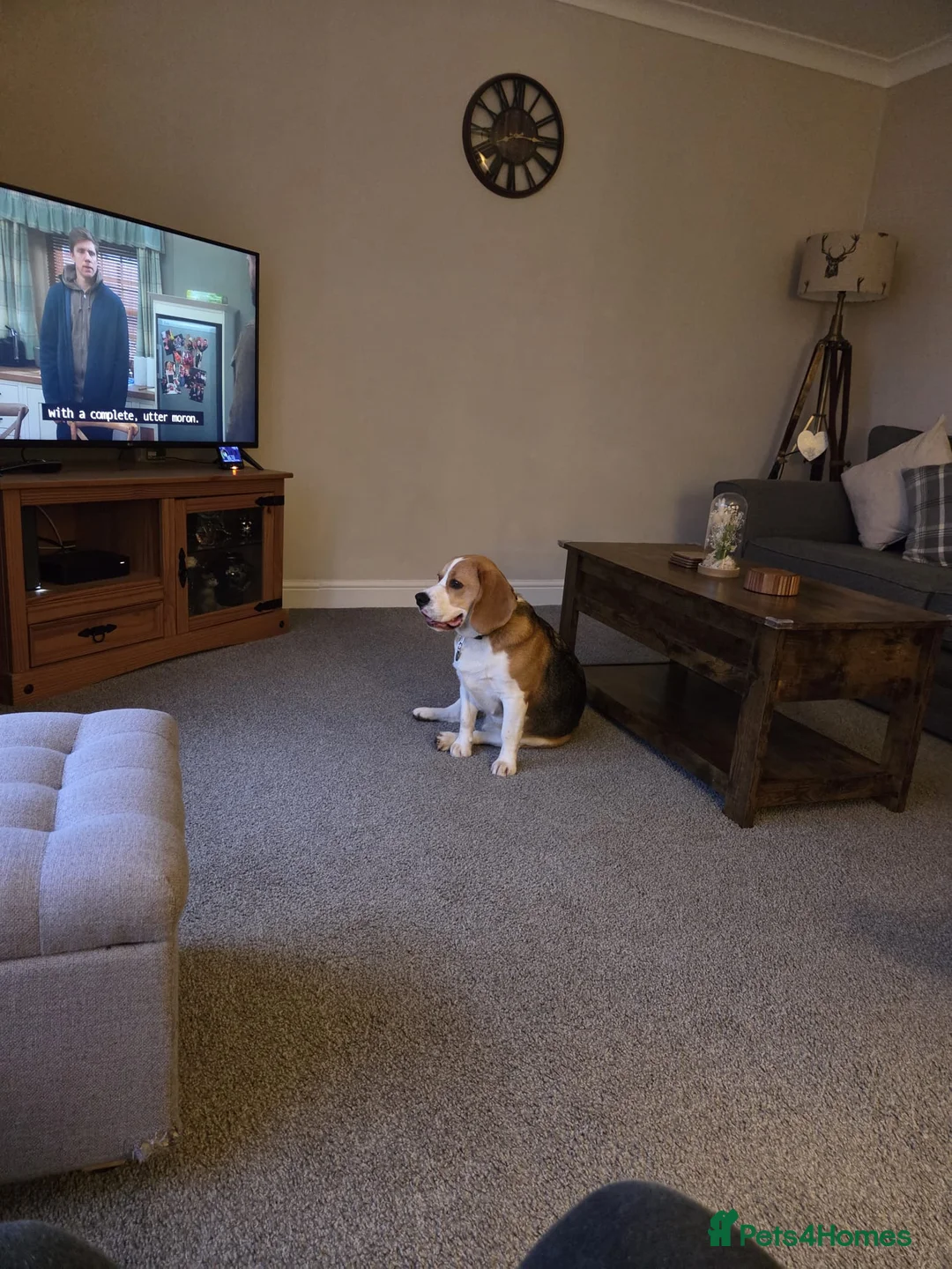 Beagle dogs for sale: Male Beagle for sale - Advert 2