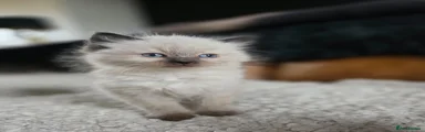 Ragdoll Kitten 4 - Reserved