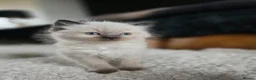 Ragdoll cats for sale: Quality Ragdoll Kittens - Advert 32