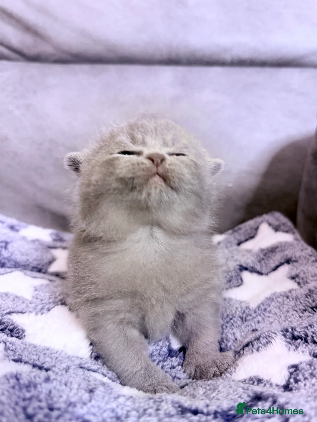 British Shorthair cats for sale: 100% Pure Pedigree Champion line Bsh Reg. Kittens - Advert 14