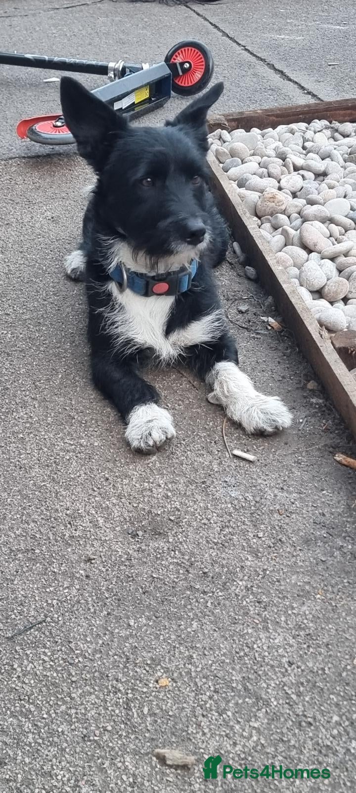 Jackapoo dogs Jackapoo - Advert 7