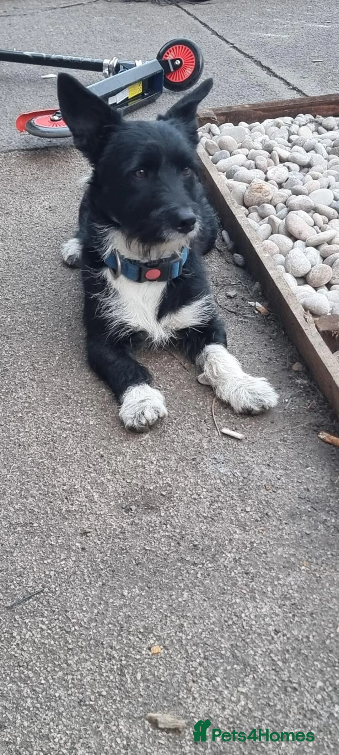 Jackapoo dogs for sale: Jackapoo in Bedlington - Advert 1