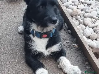 Jackapoo dogs Jackapoo - Advert 7