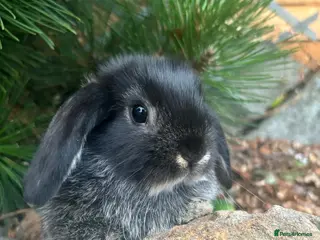 Mixed Breed rabbits Only 1 mini lops left 1 boy - Advert 16