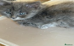 Mixed Breed cats for sale: Delightful Rag-doll Mixed Breed Kittens READY NOW! - Image 24