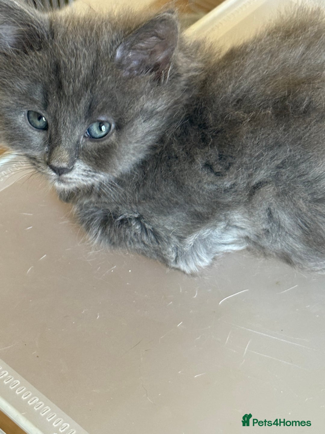 Mixed Breed cats for sale: Delightful Rag-doll Mixed Breed Kittens READY NOW! - Image 24