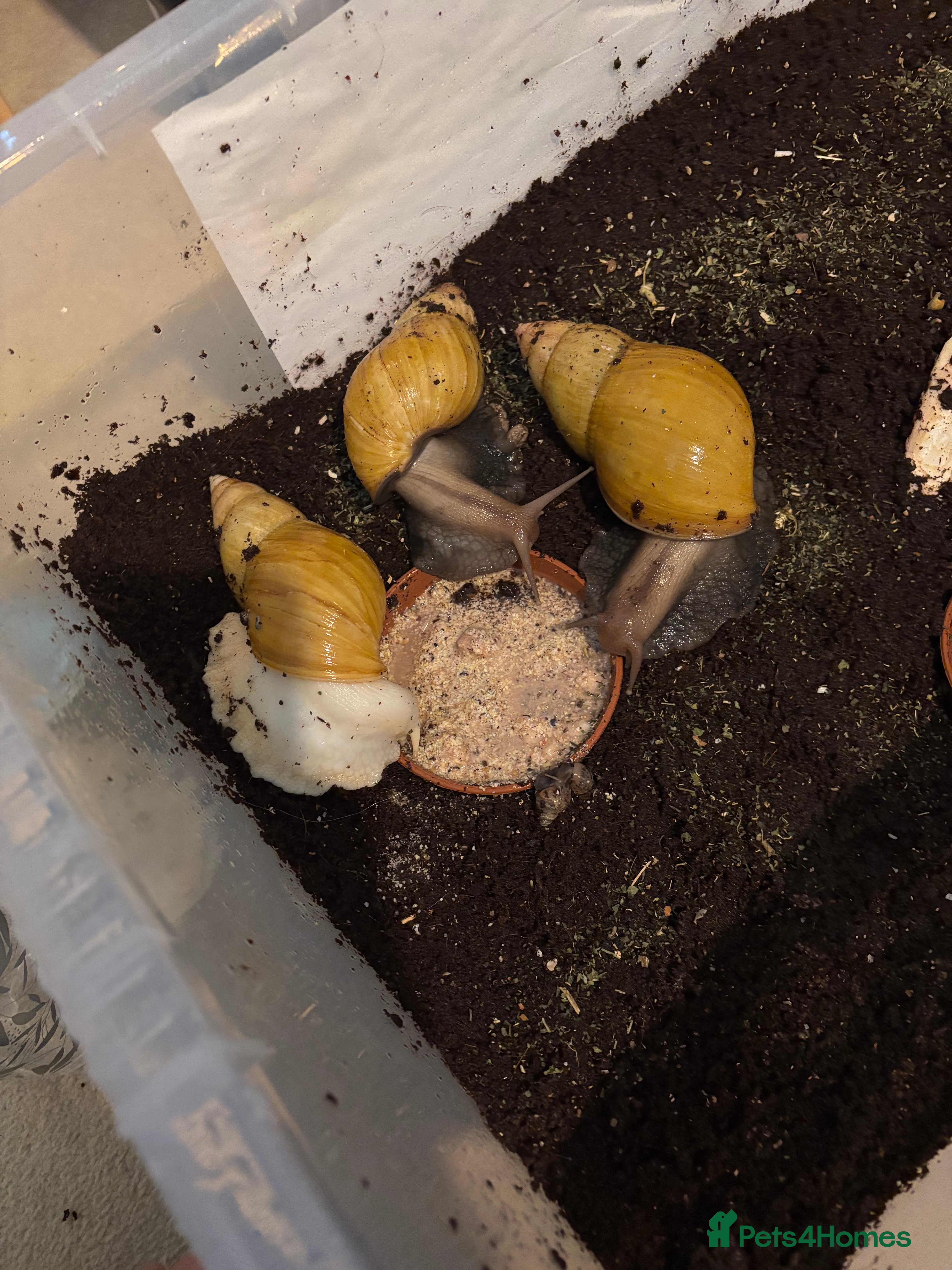 Snails invertebrates 3 giant African land snails - Advert 16