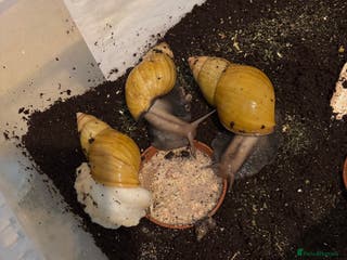 Snails invertebrates 3 giant African land snails - Advert 1