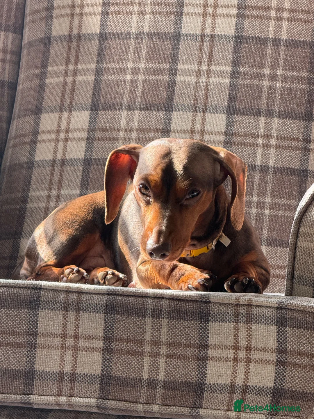 Miniature Dachshund dogs for sale: Miniature dashund Adult  - Advert 2