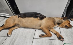 Mixed Breed dogs for sale: French Bulldog/Manchester Terrier hybrid. - Image 6