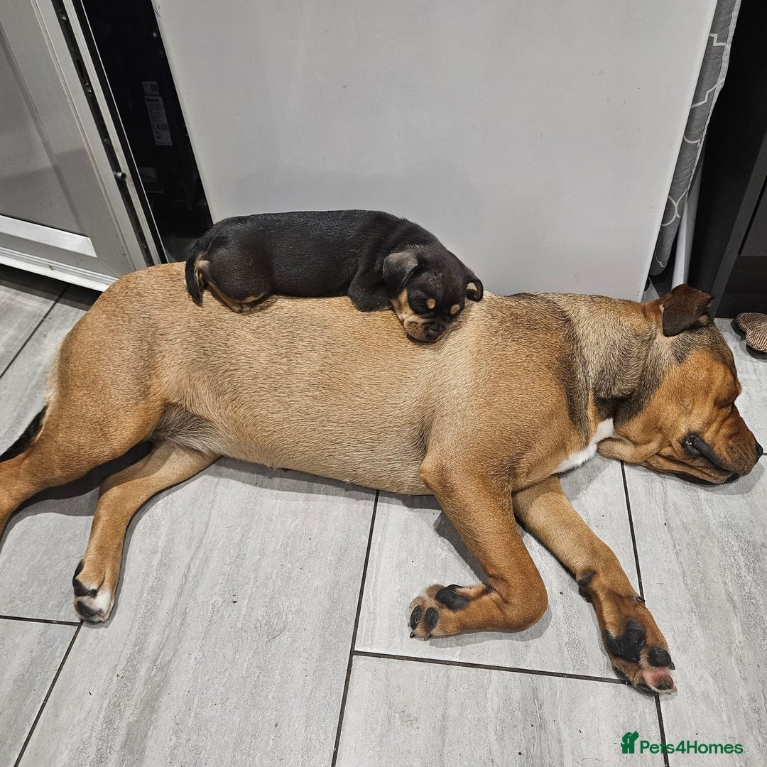 Mixed Breed dogs for sale: French Bulldog/Manchester Terrier hybrid. - Image 6