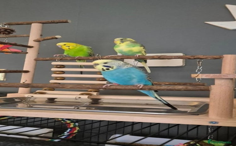 Budgerigars birds - Advert 5