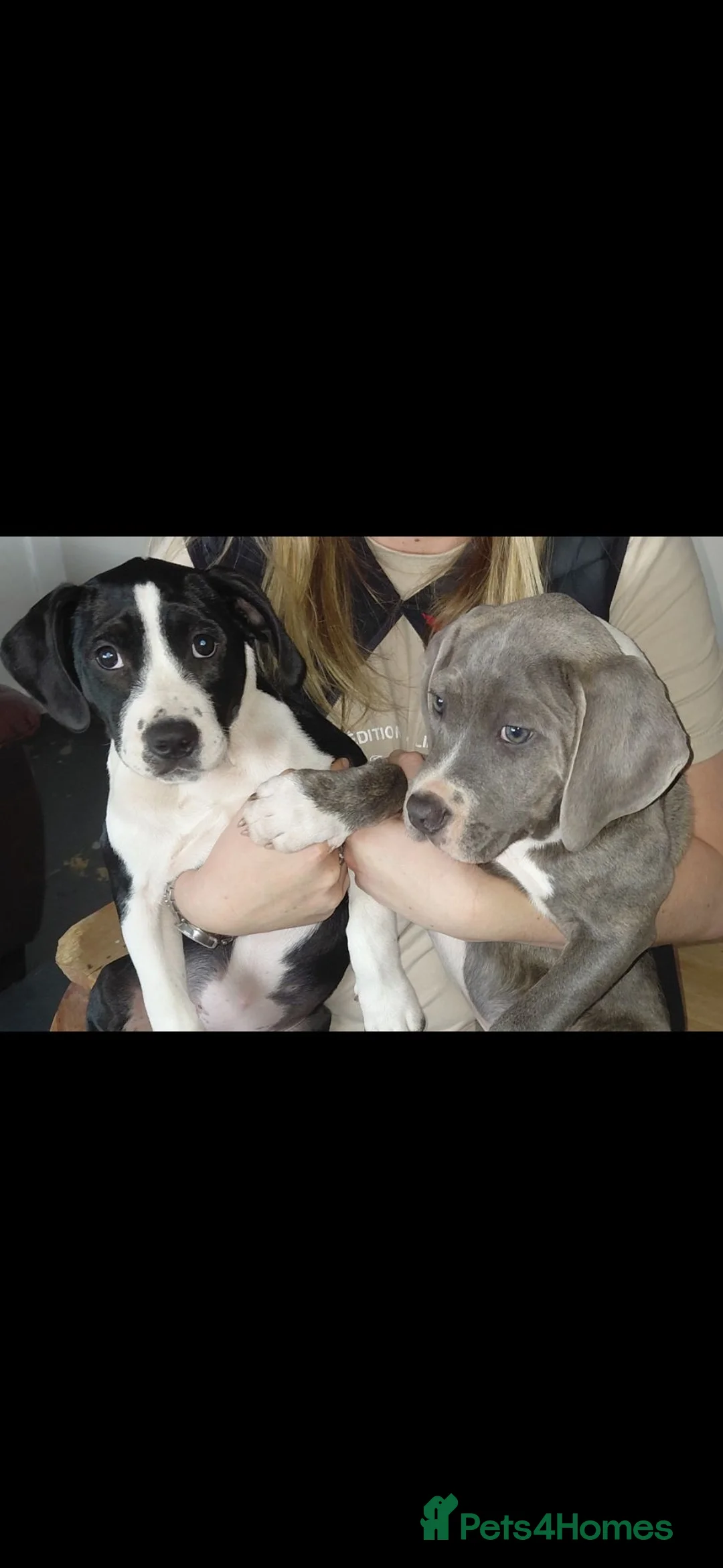 Staffordshire Bull Terrier dogs for sale: black and white girl staffy for sale  - Advert 2