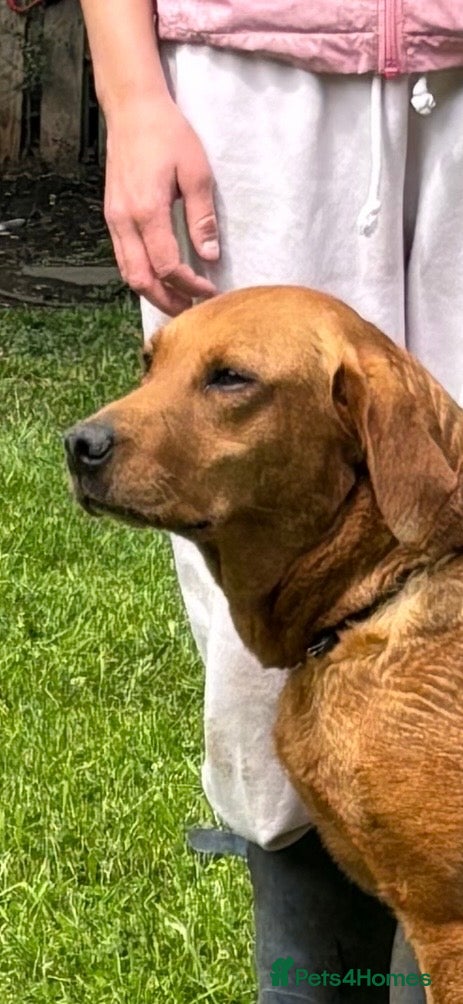 Labrador Retriever dogs LABRADOR GIRL LOOKING FOR NEW HOME  - Advert 1