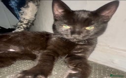 Ragdoll cats for sale: He is half ragboll 3 months old  - Image 8