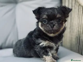 Chihuahua dogs 2 BOYS LEFT 😍😍 KC chihuahua puppies - Advert 6