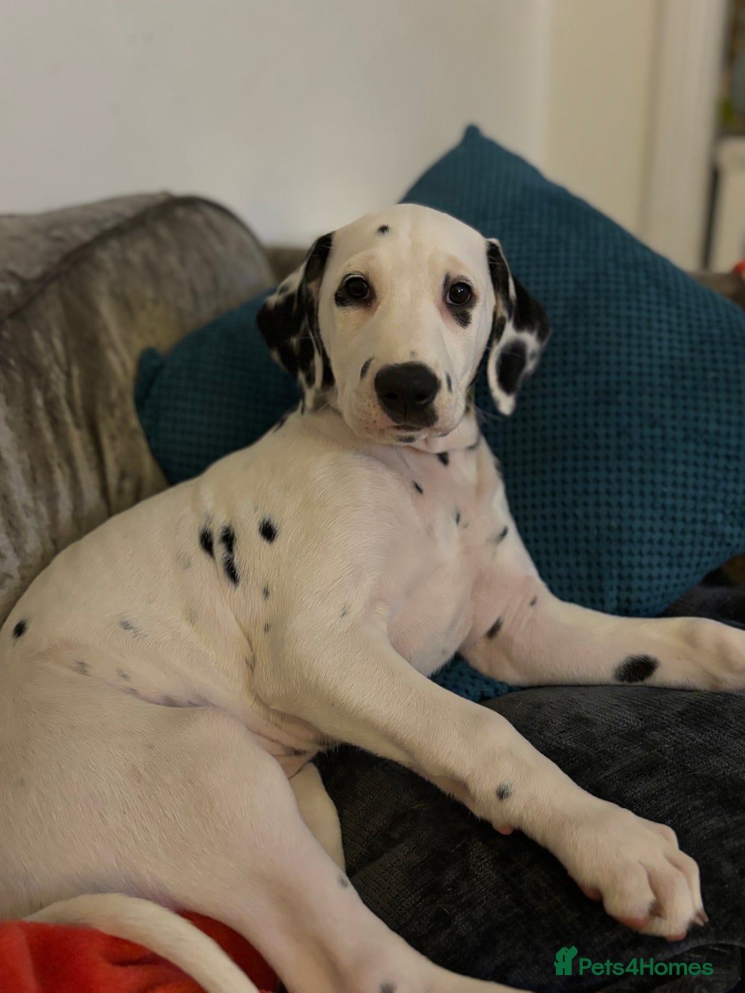 Dalmatian dogs for sale: Stunning mixed litter of Dalmatians  - Advert 38