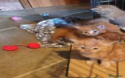 Persian cats for sale: Persian X Beautiful friendly ginger kittens  - Image 18