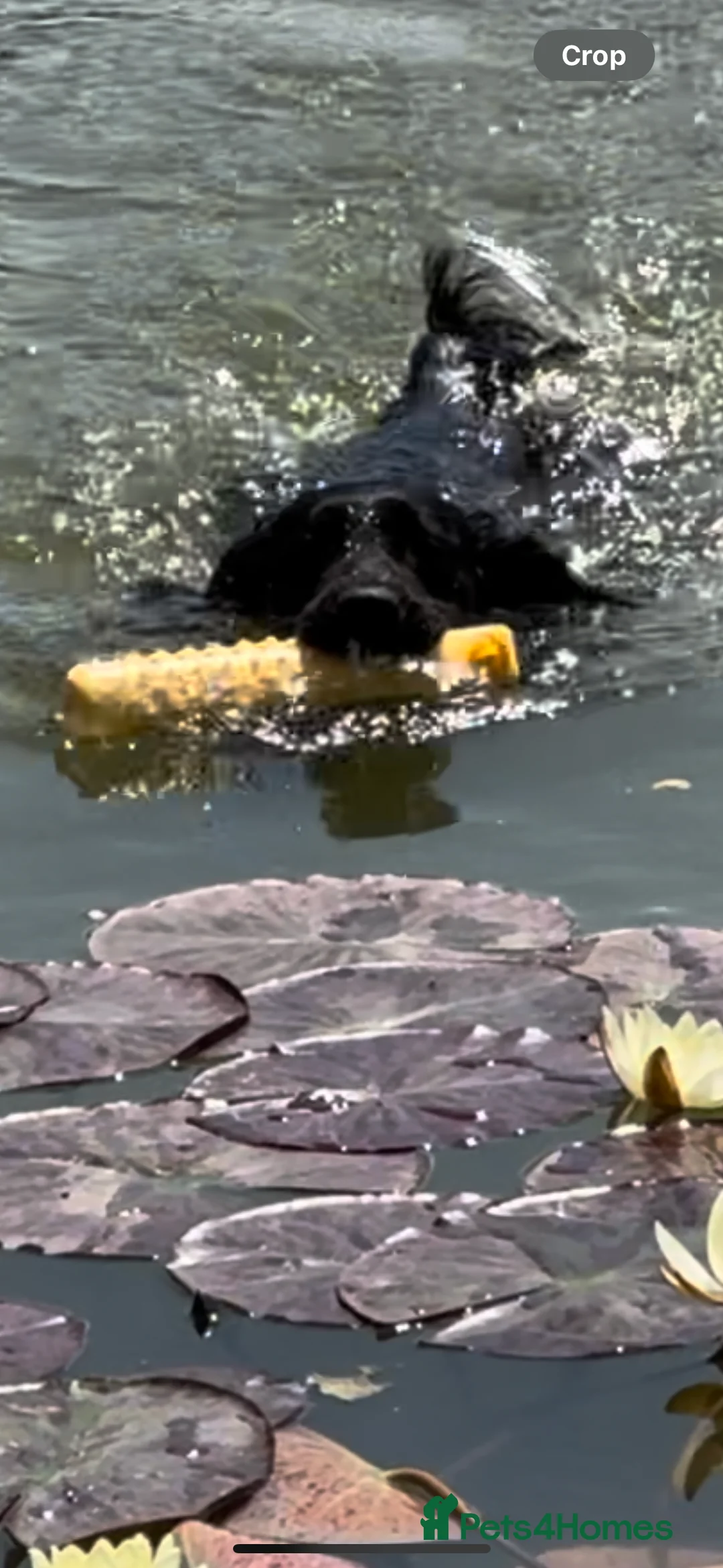 Cocker Spaniel dogs for stud: Working Cocker Spaniel available for Stud  in Chelmsford - Advert 15