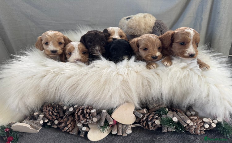 Cockapoo dogs 🐶Stunning F1 Cockapoos, Licensed Breeder🐾 - Advert 2
