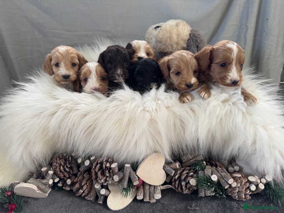 Cockapoo dogs for sale: 🐶Stunning F1 Cockapoos, Licensed Breeder🐾 - Advert 1