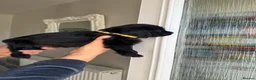 Mixed Breed dogs for sale: BEAUTIFUL COCKAPOO MIXED BREED PUPPIES in Wrexham - Advert 19